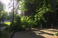 Зламане дерево на вул. Інститутській