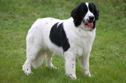 У США собака стала героїнею прогнозу погоди (відео)