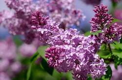 В Україні на День Перемоги буде спекотно, подекуди пройдуть грози