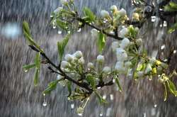 Синоптик пообещала дождливый четверг