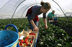 Українським заробітчанам у Польщі покращили умови праці