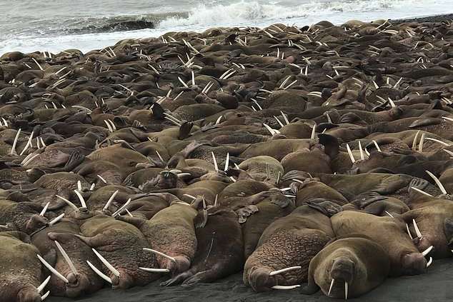 Сотні моржів несподівано з’явилися на Алясці