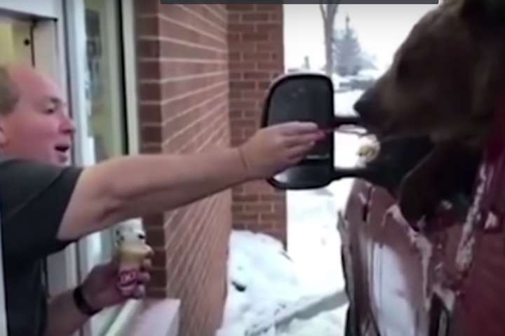 Канадского медведя угостили мороженым в кафе