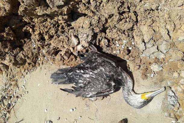 Біля Азовського моря масово гинуть чайки та баклани
