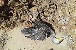 Біля Азовського моря масово гинуть чайки та баклани