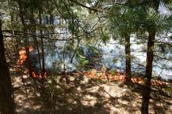 Бойовики обстрілами з артилерії підпалили гектари лісу