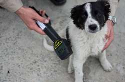 Две сотни бездомных щенков из Чернобыля поедут жить в США