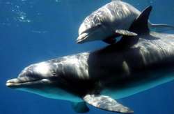 Постпред президента: українські бойові дельфіни загинули в Криму після анексії