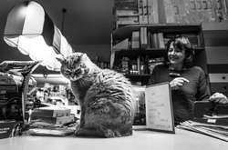 Пушистые друзья всегда рядом: Фотографии кошек, которые живут в местах, где работают люди