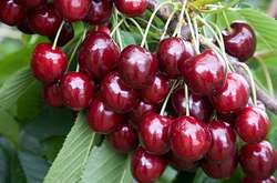 Перші черешні з Миколаєва у Києві продають за космічною ціною