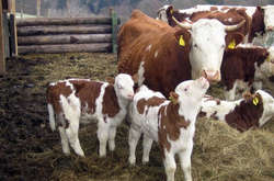 Домогосподарствам Одещини виділять 500 тис. грн на утримання телят 