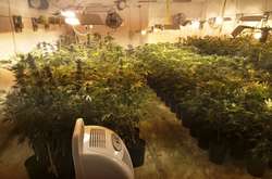 Наркоділки, які вирощували в ангарі плантацію коноплі, постали перед судом