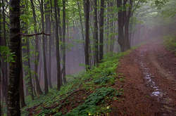 В Україну повернулося тепло, але з дощами на Закарпатті 
