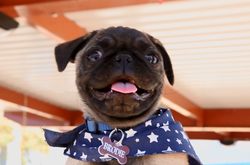 Ученые определили, в каком возрасте собаки кажутся людям наиболее милыми