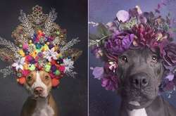 Фотографии очаровательных собак в кокошниках из цветов