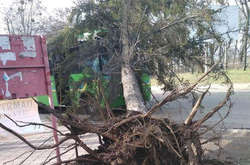 У Черкасах на школярів впало дерево