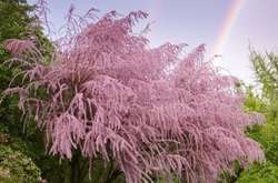 На Хортице зацвели необычные кустарники