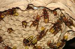 На дитячому майданчику на Русанівці «орудував» рій шершнів 