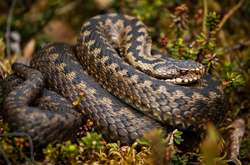 У лісах Київщини активізувалися змії 