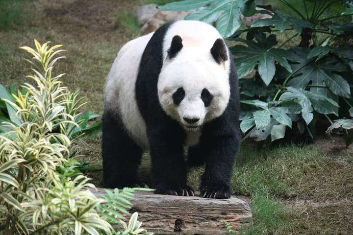 Як у спеку у Пекіні великих панд водою поливали: зворушливі фото