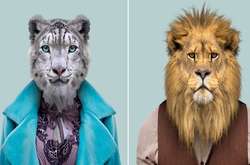 Экзотические стиляги: Фотограф снял диких животных в платьях и костюмах 