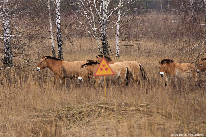 В зоне ЧАЭС находится около 100 лошадей Пржевальского