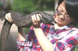 Самому большому в мире земноводному грозит полное вымирание