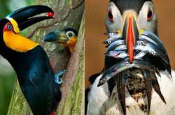 Обед по расписанию: Забавные снимки пернатых, которые решили подкрепиться