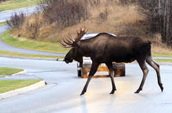 На Полтавщині через лося сталася ДТП. Загинула людина