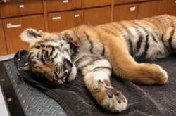 Американские пограничники нашли тигренка в брошенной нелегалами сумке