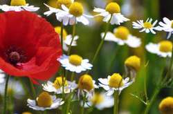 В Україні похолодає, але зливи не очікуються