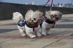 У столиці зривається сильний вітер