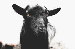 Волшебный мир вокруг нас. Фантастические портреты животных