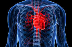 IPS-клітини вперше дозволили для лікування серця