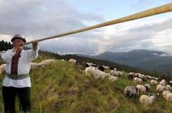 На Закарпатті у неділю пройде свято вівчарів