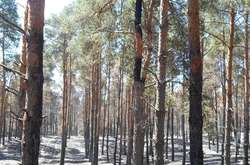 На Херсонщині загасили пожежу, що виникла на початку тижня