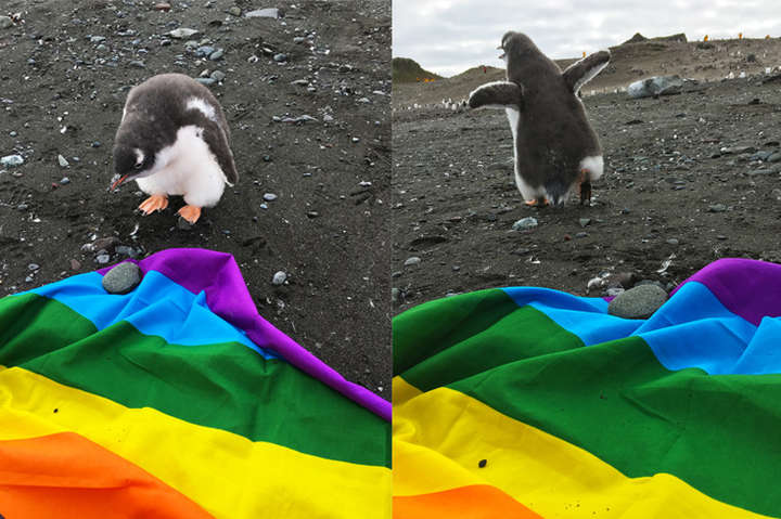 В Антарктиде впервые проведут гей-парад