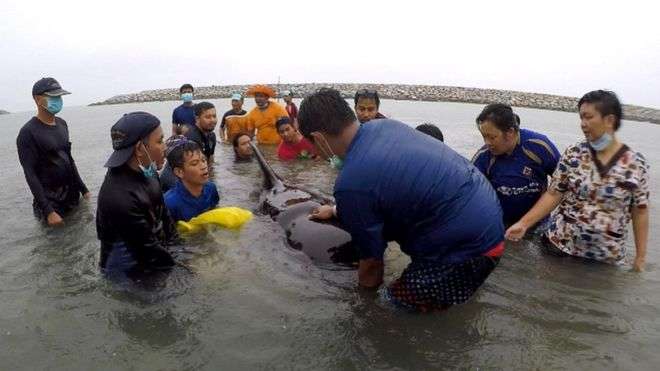 У Таїланді помер чорний дельфін, який проковтнув 80 пластикових пакетів