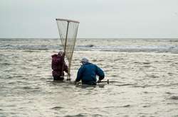 В Одеській області заборонили промисловий вилов мідій і креветок