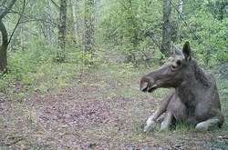 У Києві відкриється представництво Чорнобильського заповідника