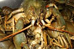 В Китае рак сбежал из кастрюли, откусив себе клешню