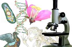 ЗНО-2018: оприлюднено правильні відповіді до тесту з біології