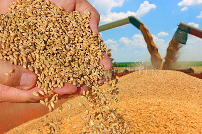 Іран закупить в Україні зерна та овочів на $1,5 млрд 