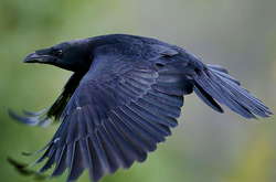 У столиці ворони нападають на людей