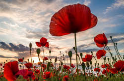 Фото Александра Дурманенка