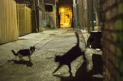 В Австралии достроили самый длинный забор от миллионов диких кошек