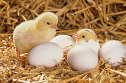 На смітнику у Грузії з «протухлих» яєць вилупилися сотні курчат (відео)