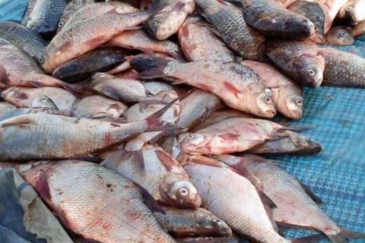 Одеський рибпатруль вилучив 1,3 тонни незаконно виловленої риби