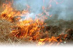 У Києві горить лісопаркова зона