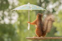 Сьогодні в Україні дощі з грозами, спека збережеться 